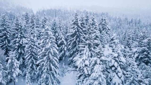 Hiver_Paysages_sapins-enneiges_©OT-Le-Devoluy_08-12-2021-5.jpg