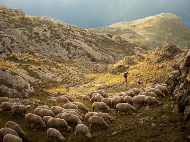 Summer_pastoralism_©OT Le Dévoluy_2022_BD