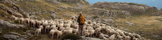 Berger et son troupeau dans le massif du Dévoluy