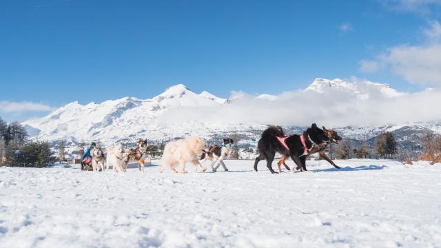 Chiens de traineau dans Le Dévoluy, Hautes Alpes