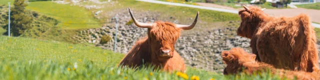 Ferme Des Garcins Vaches Highlands Ot Le Devoluy